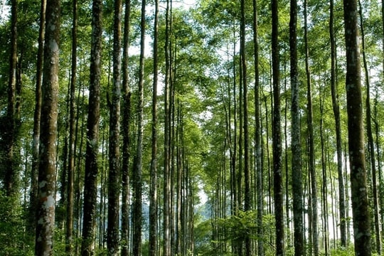 Thích ứng với quy định suy thoái rừng