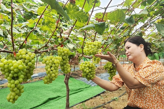 Quảng Ninh: Thu hút doanh nghiệp đầu tư phát triển nông nghiệp bền vững