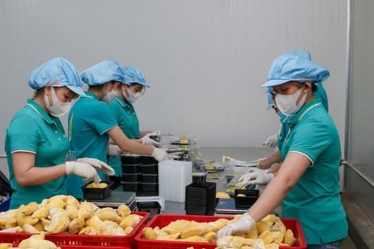 Triển vọng mới cho sầu riêng đông lạnh Việt Nam