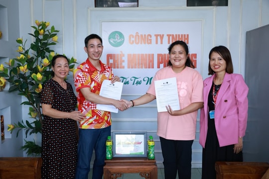 Hàng chục ngàn hộ nông dân trồng chè tại Thái Nguyên góp phần tạo nên trà xanh không độ