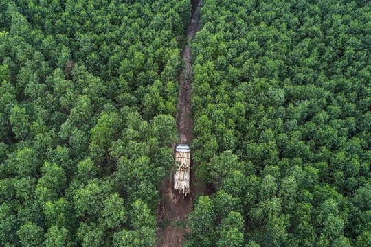 Mua - bán trên thị trường carbon