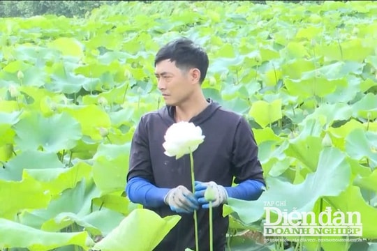 Câu chuyện khởi nghiệp thành công từ ruộng đất bỏ hoang của anh nông dân Thái Bình