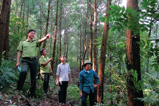 “Mở đường thông lối” thị trường carbon