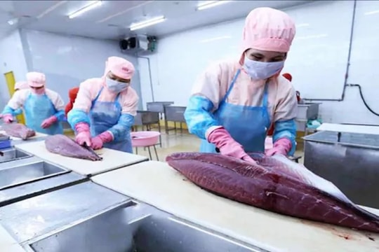 Xuất khẩu thuỷ sản tiếp đà hồi phục nhưng doanh nghiệp vẫn “gặp khó”