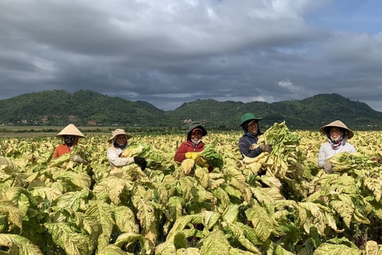 Thuế TTĐB đối với thuốc lá tăng “sốc”: Người nông dân bị ảnh hưởng ra sao?