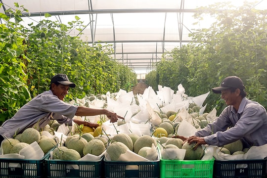 Bình Dương: Phát triển nông nghiệp theo hướng hiện đại, bền vững