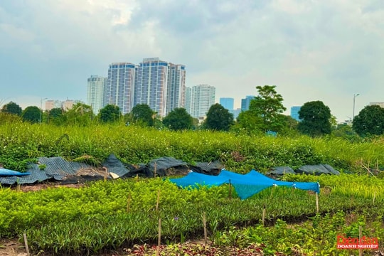 Hà Nội tăng diện tích tối thiểu tách thửa đất ở từ 30 m2 lên 50 m2