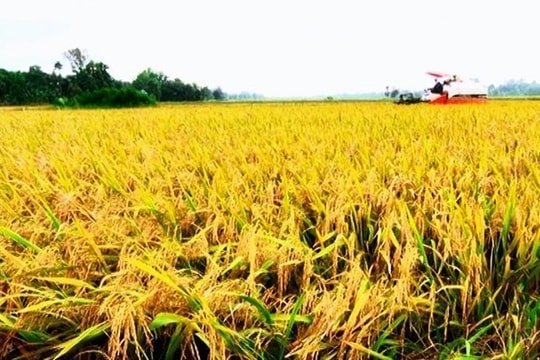 Ấn Độ bỏ lệnh xuất khẩu gạo gây áp lực lên giá gạo Việt Nam