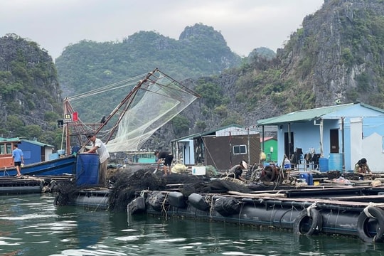Hải Phòng: Hỗ trợ hộ nuôi trồng thủy sản phục hồi sản xuất