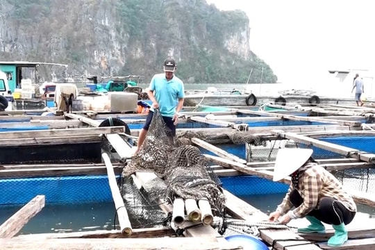 Quảng Ninh: Nỗ lực khôi phục hoạt động nuôi trồng thủy sản