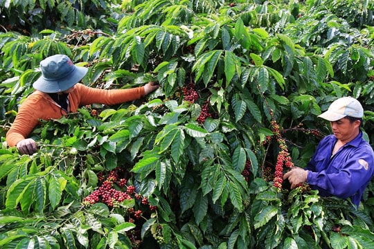 Lùi thời gian áp dụng EUDR, doanh nghiệp nông nghiệp thêm thời gian chuẩn bị
