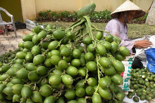 Hải Phòng: Giá cau tăng đột biến, người dân thu lãi lớn