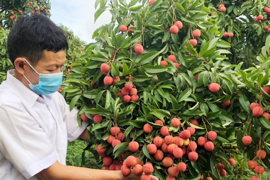 Bắc Giang: Thu lãi lớn từ xuất khẩu vải