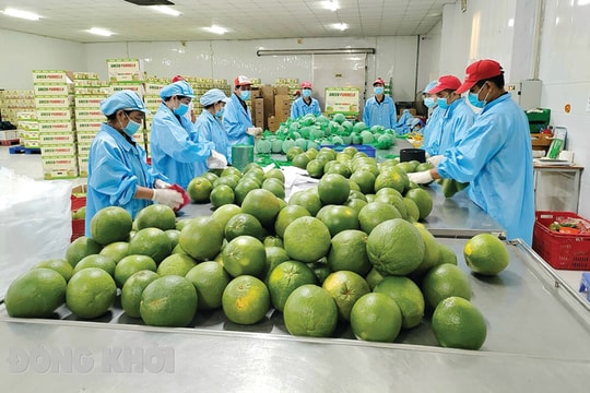 Bến Tre: Nâng cao chuỗi giá trị đặc sản địa phương bằng chỉ dẫn địa lý