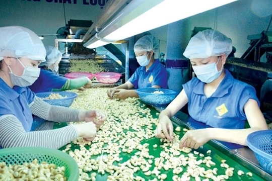 Doanh nghiệp ngành điều đối diện nguy cơ thành “buôn lậu”