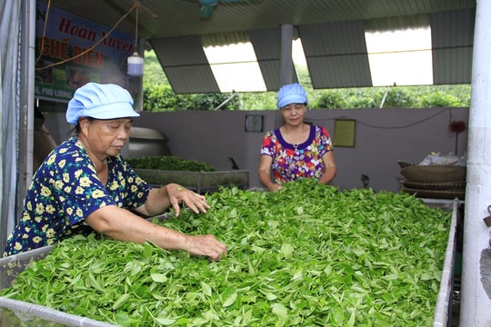 Tìm giải pháp “nâng tầm” Trà Thái Nguyên