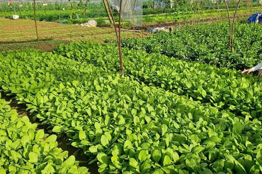 Doanh nghiệp và Hội khách sạn hợp tác phát triển kinh tế địa phương