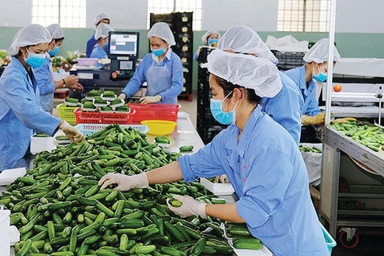 Vượt hàng rào phi thuế quan vào EU