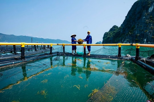 Quảng Ninh: Hướng tới “xanh hoá” nền kinh tế