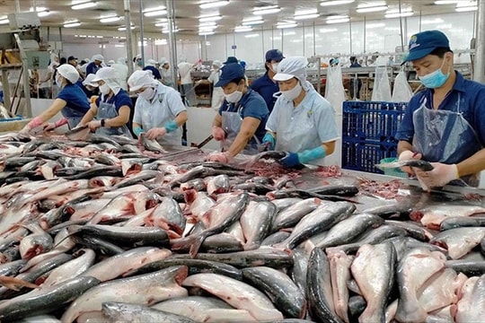 Ngành cá tra sẽ tiếp tục duy trì triển vọng khả quan trong năm 2025