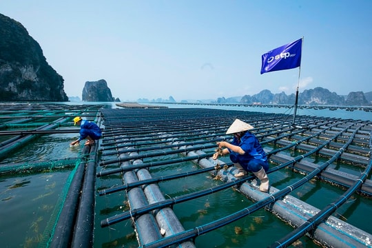 Quảng Ninh: Tập trung nuôi biển bền vững