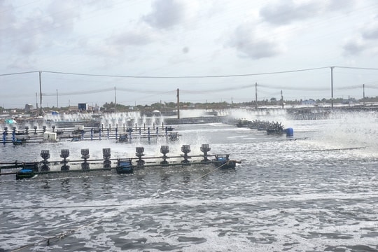 Sóc Trăng phát triển nông nghiệp bền vững