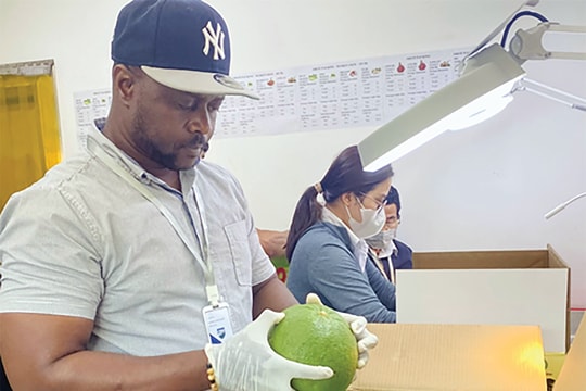 “Tác động kép” đối với nông sản xuất khẩu Việt: Chiến lược khai thác riêng