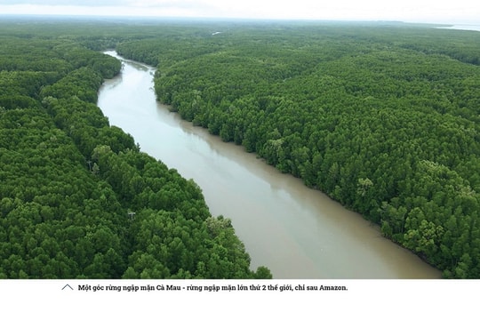 Hàng rào của những cánh rừng Net Zero