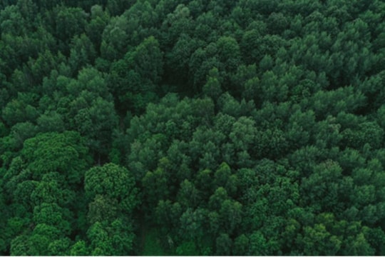 BCG ECO đẩy mạnh hợp tác với các đối tác quốc tế để phát triển lĩnh vực tài chính khí hậu