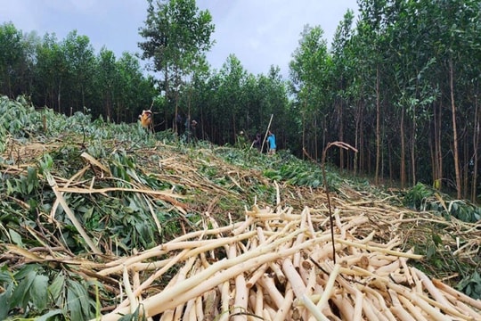 Quảng Ngãi: Tăng cường các biện pháp quản lý bảo vệ rừng và đa dạng sinh học