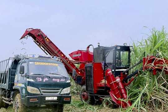 “Nội chiến” vùng mía nguyên liệu ở Nghệ An?