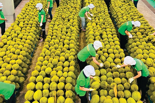 Xuất khẩu rau quả và mục tiêu 10 tỷ USD: Bằng bệ đỡ “xanh hoá”