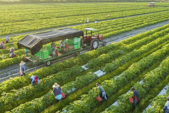 Kinh nghiệm quốc tế và phát triển bảo hiểm nông nghiệp tại Việt Nam