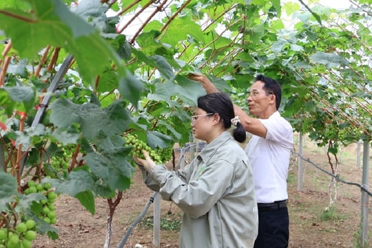 Nỗ lực đưa công nghệ cao vào sản xuất nông nghiệp