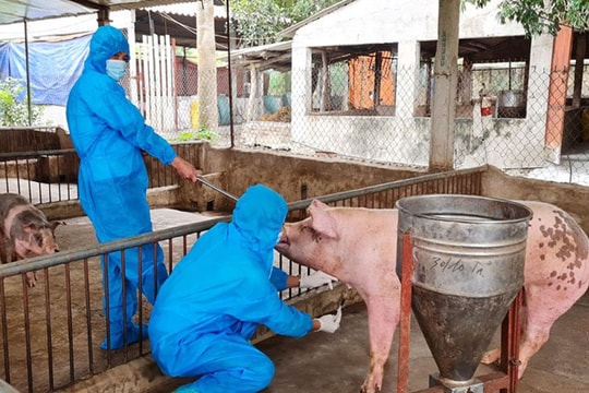 Đã có chính sách hỗ trợ khôi phục sản xuất bị thiệt hại do thiên tai, dịch hại thực vật