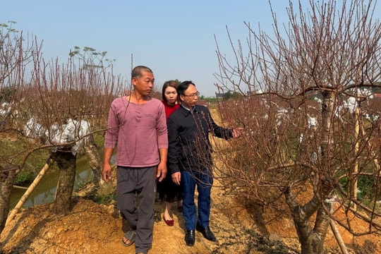 Nhộn nhịp giao thương tại các thủ phủ đào quất xứ Thanh