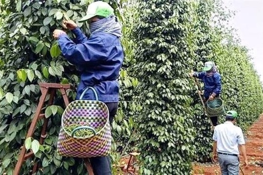 Xuất khẩu nông sản trước ngưỡng cửa bứt phá