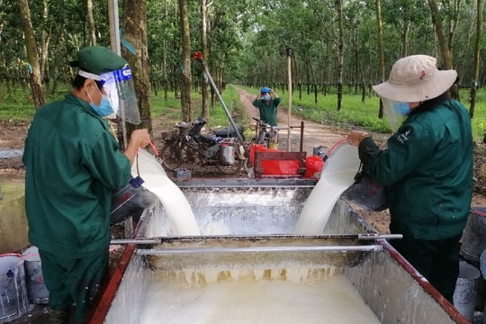 Giá bán mủ cao su tăng cao, TRC lãi lớn