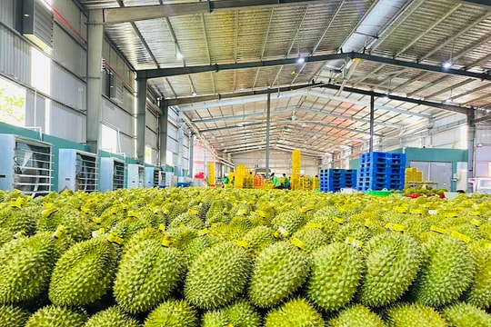 Xuất khẩu rau quả ứng biến với "biến số" mới