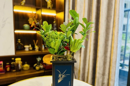 Tết Ất Tỵ 2025: trưng cây hoa để rước lộc cả năm