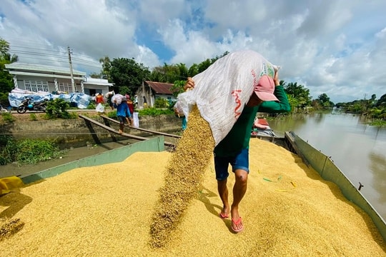 Giá tiếp tục giảm, xuất khẩu gạo năm 2025 gặp khó
