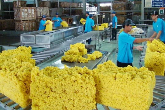 Năm 2025 sẽ tiếp tục là năm thành công với ngành cao su Việt Nam?