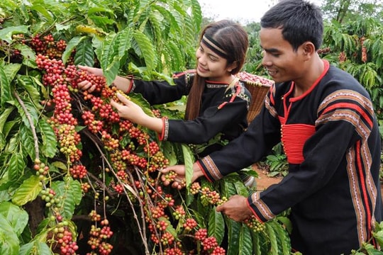 Doanh nghiệp cà phê biến áp lực thành cơ hội tăng trưởng