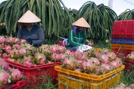 EU cảnh báo thực phẩm Việt Nam: “Hồi chuông thức tỉnh” doanh nghiệp Việt