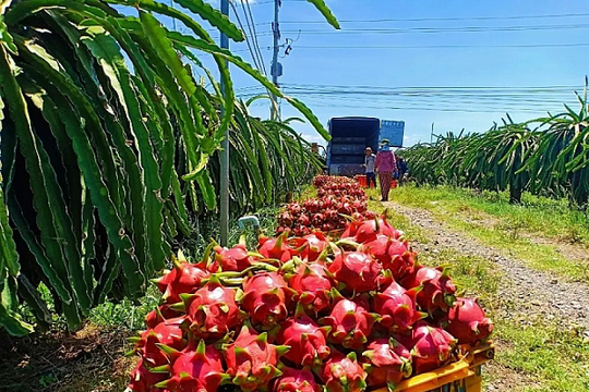 Trái thanh long Việt trước nguy cơ mất thị trường tại EU