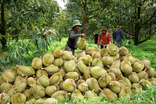 Xuất khẩu sầu riêng "gặp khó" chưa từng có