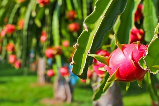 Vì sao nông sản, thực phẩm Việt liên tiếp bị EU cảnh báo?