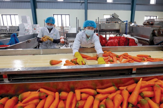 “Cơ hội xanh” để xuất khẩu vào EU: Nỗ lực vượt rào cản