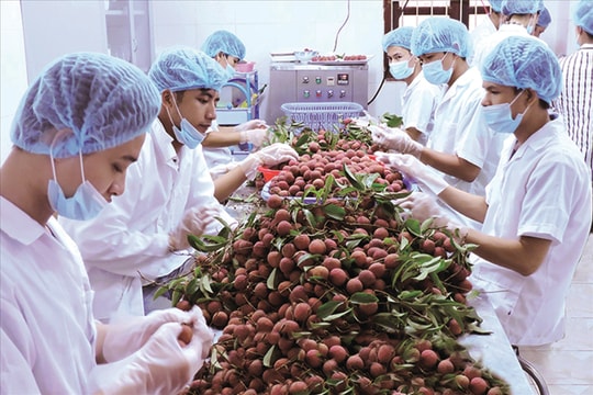 “Cơ hội xanh” để xuất khẩu vào EU: Thúc đẩy chuyển đổi xanh