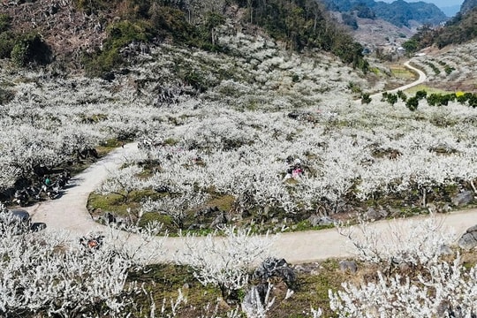 Thúc đẩy du lịch Mộc Châu xứng với tiềm năng